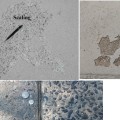 What Causes Concrete to Flake and Chip?